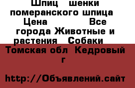 Шпиц - шенки померанского шпица › Цена ­ 20 000 - Все города Животные и растения » Собаки   . Томская обл.,Кедровый г.